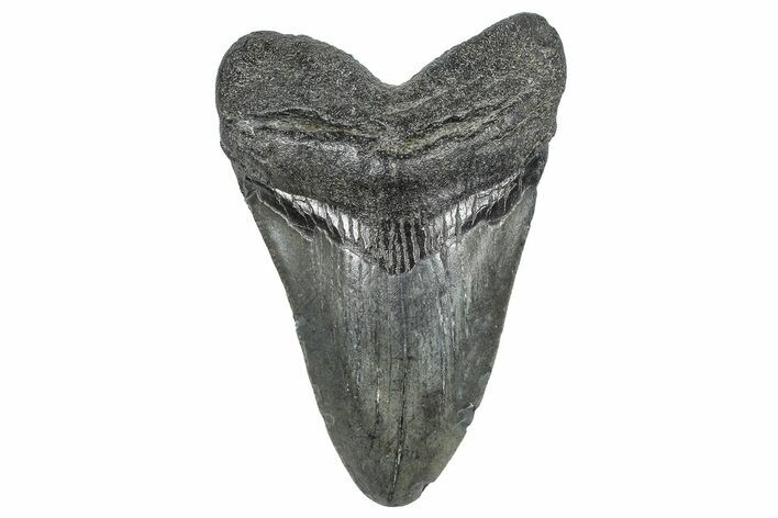 Fossil Megalodon Tooth - South Carolina #362479